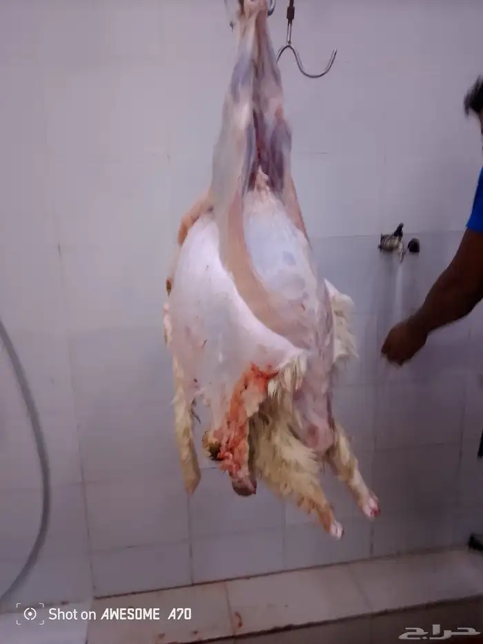 ذبايح حري سواكن طليان جبر 0