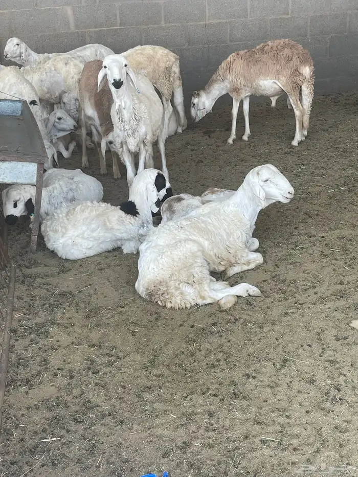 ذبايح حري ونعيمي وتيوس 37
