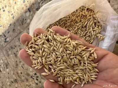 بذور برسيم بلدي صبخاوي 5