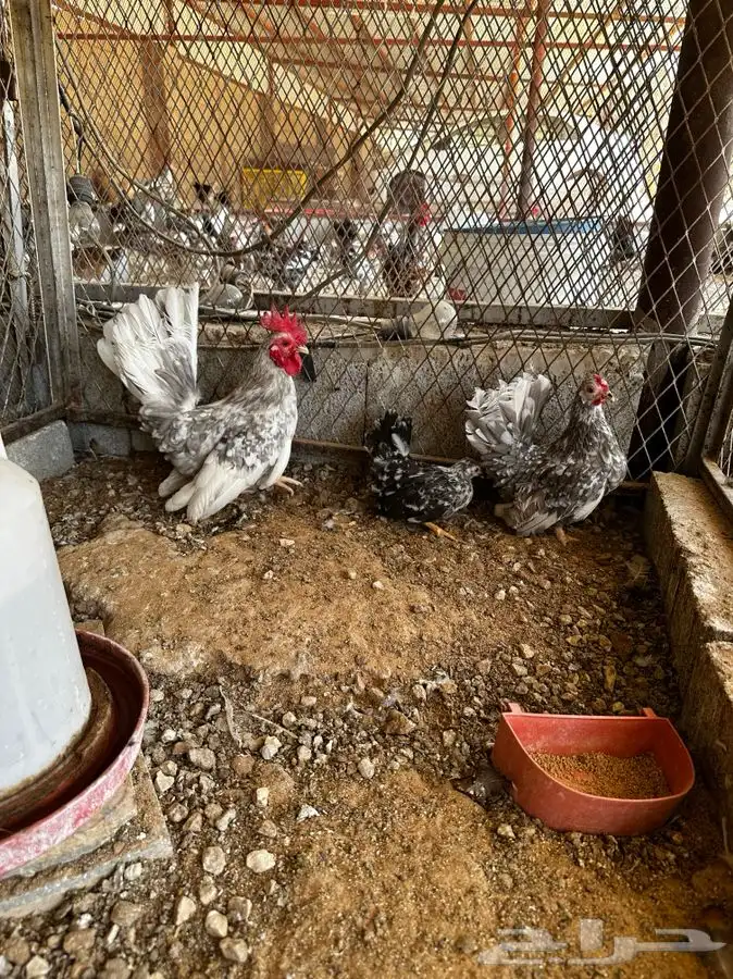 دجاج جبانيز مسحب 0