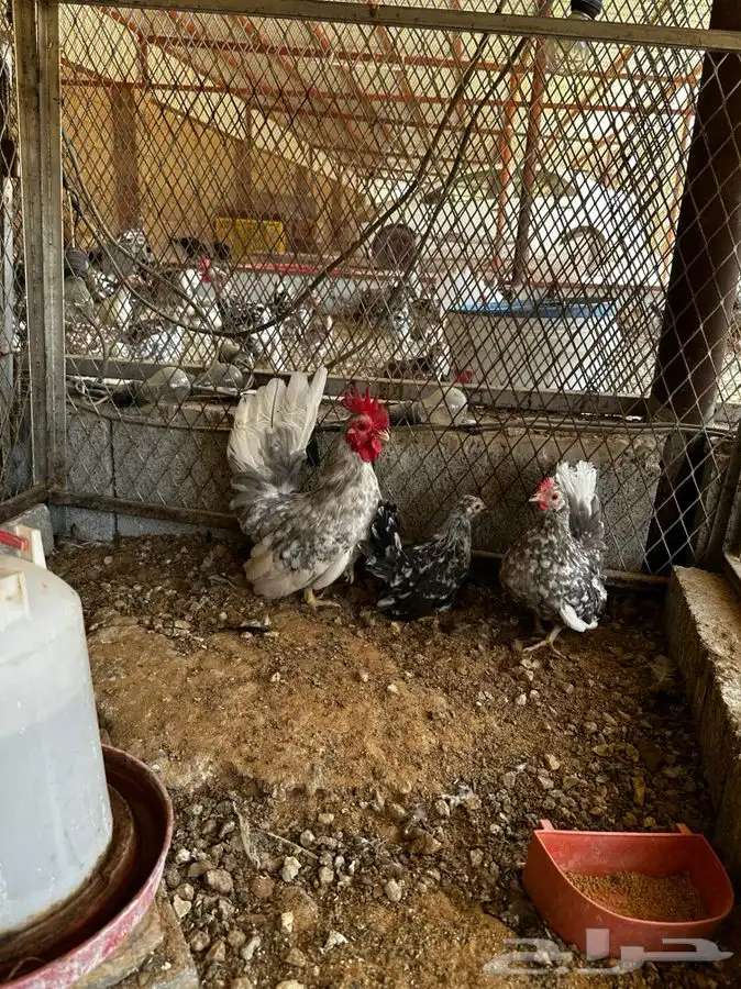 دجاج جبانيز مسحب 1