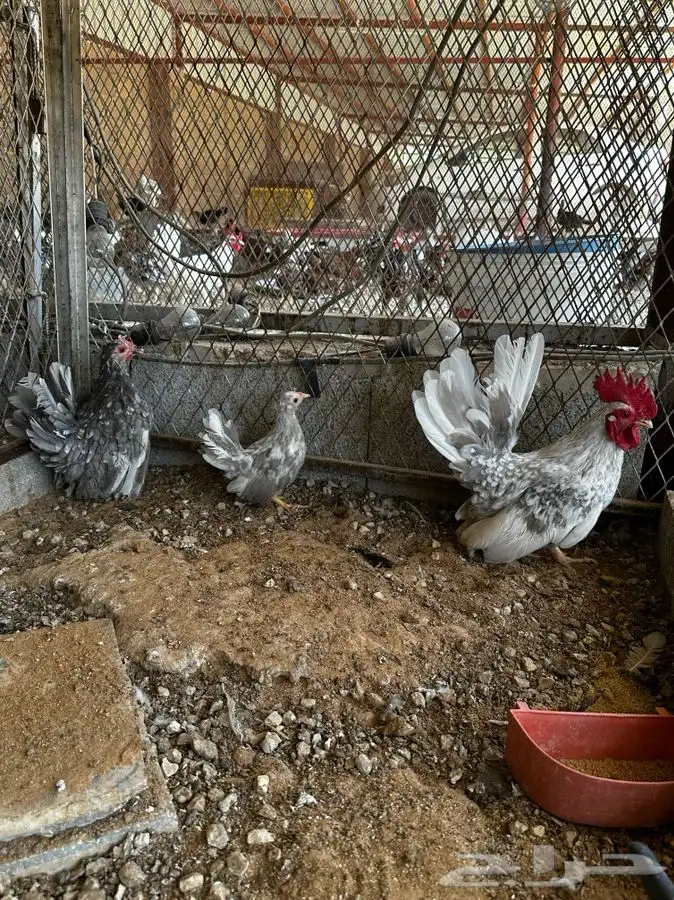 دجاج جبانيز مسحب 4