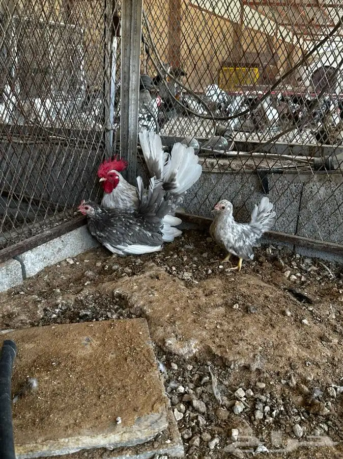 دجاج جبانيز مسحب 3