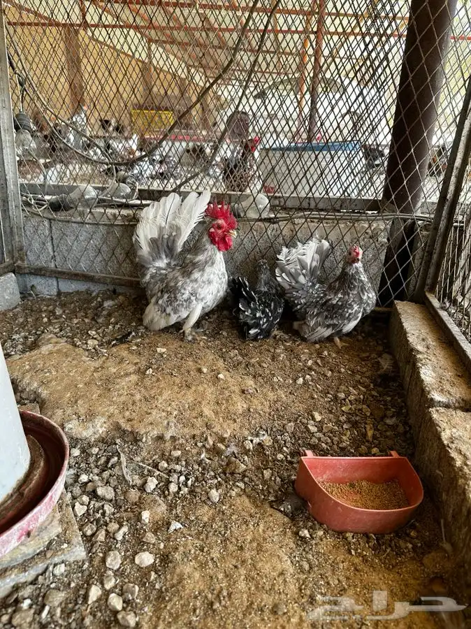 دجاج جبانيز مسحب 2