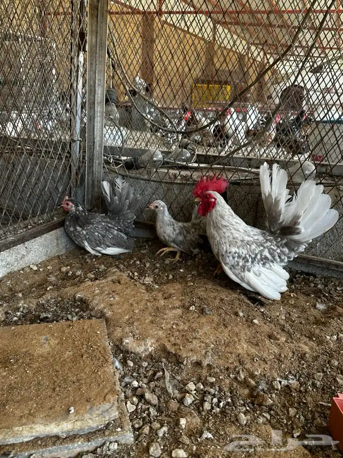 دجاج جبانيز مسحب 5