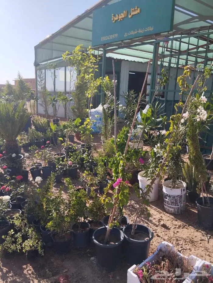 اشجار زينه كميات. للشوارع والمداخل نجيل طببعي لاند سكيب 9