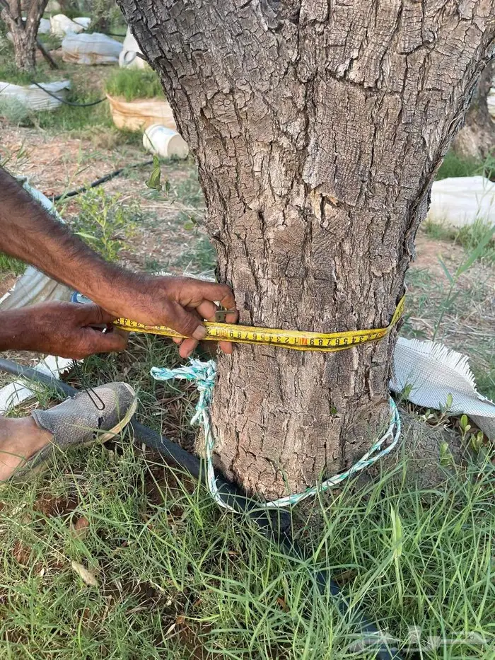 اشجار زينه كميات. للشوارع والمداخل نجيل طببعي لاند سكيب 24