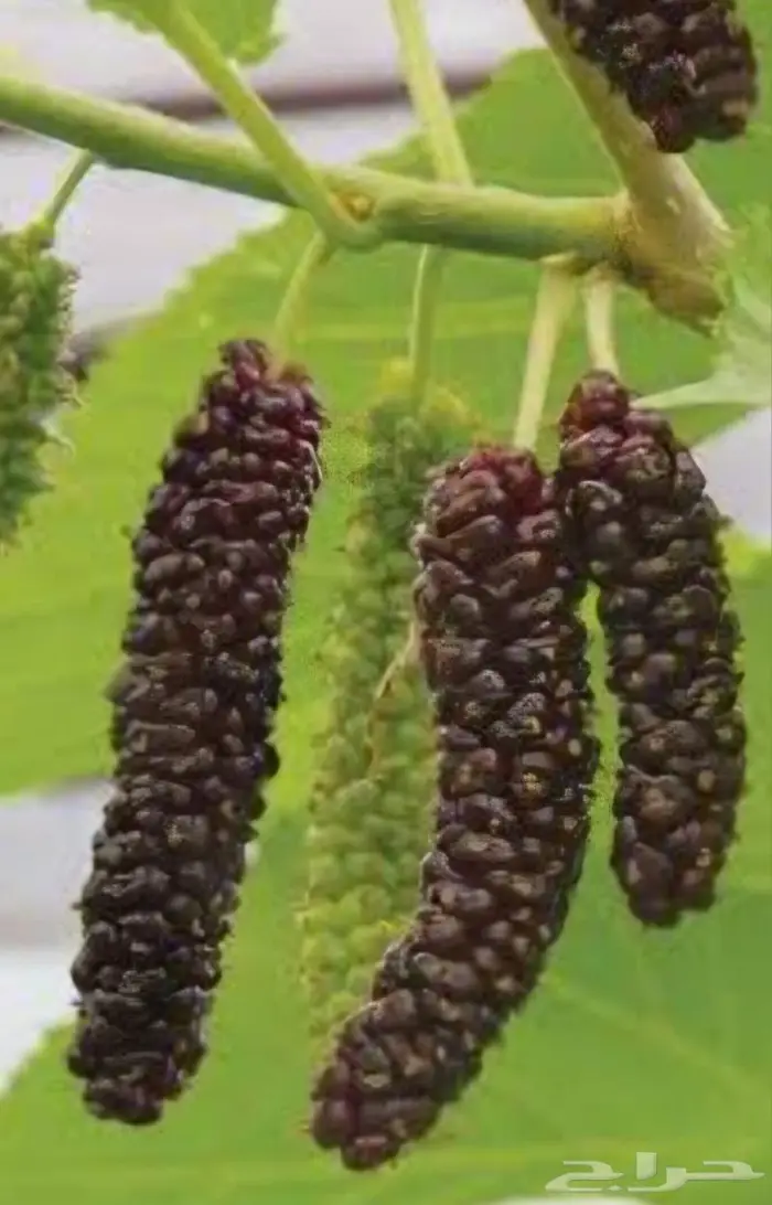 شتلات توت كشميري احمر 20 ريال 0