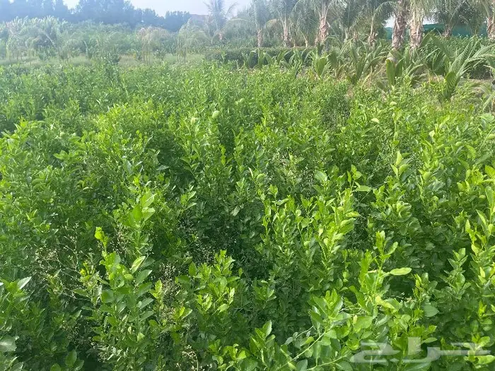 اشجار زينه كميات. للشوارع والمداخل نجيل طببعي لاند سكيب 27