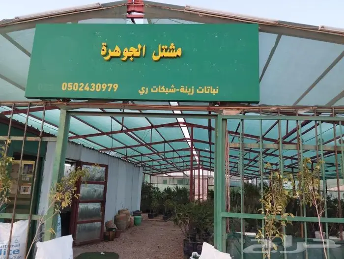 اشجار زينه كميات. للشوارع والمداخل نجيل طببعي لاند سكيب 2