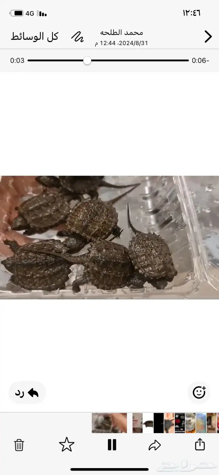 عرض خاص جدا ع سلاحف النهاشه 3