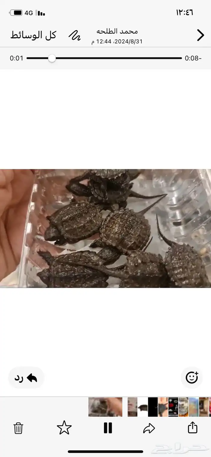 عرض خاص جدا ع سلاحف النهاشه 4