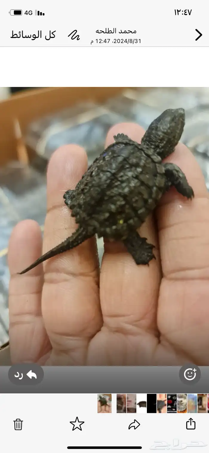 عرض خاص جدا ع سلاحف النهاشه 1