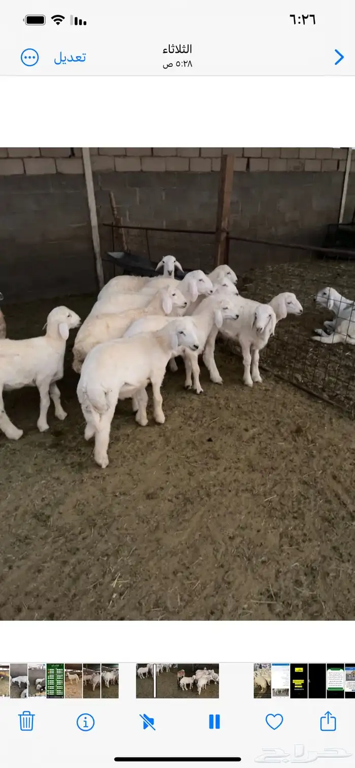 ذبايح حري ونعيمي وتيوس 39