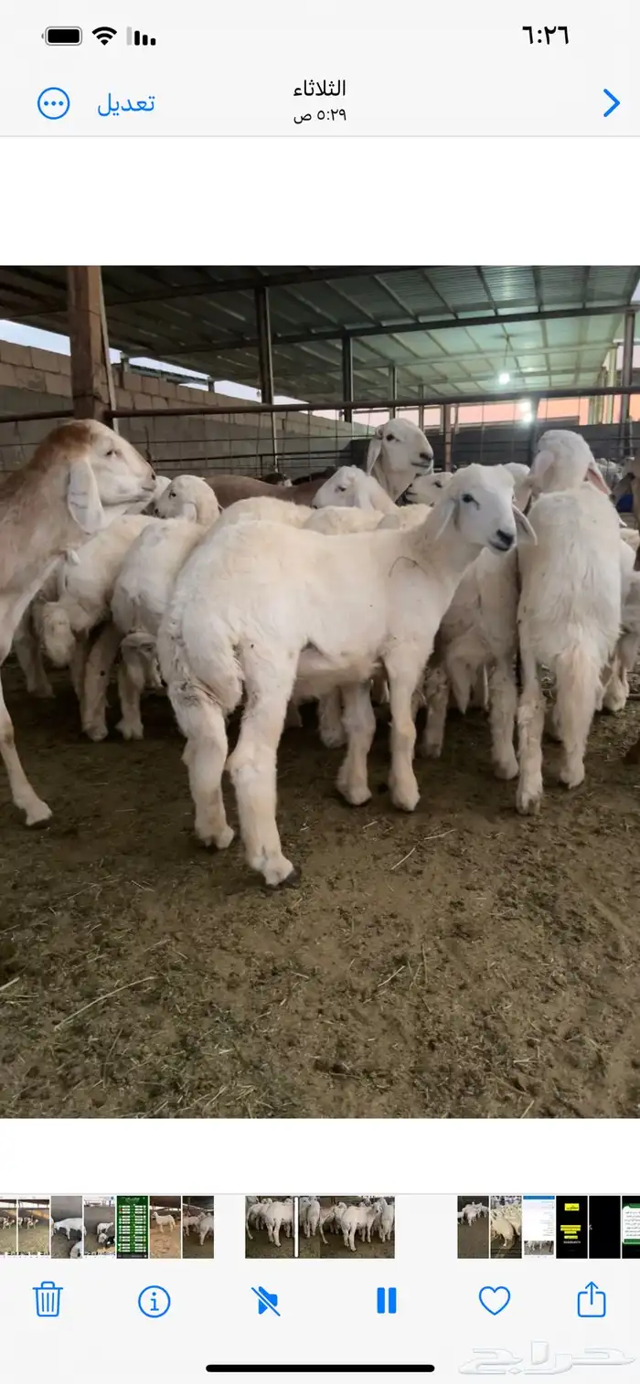 ذبايح حري ونعيمي وتيوس 42