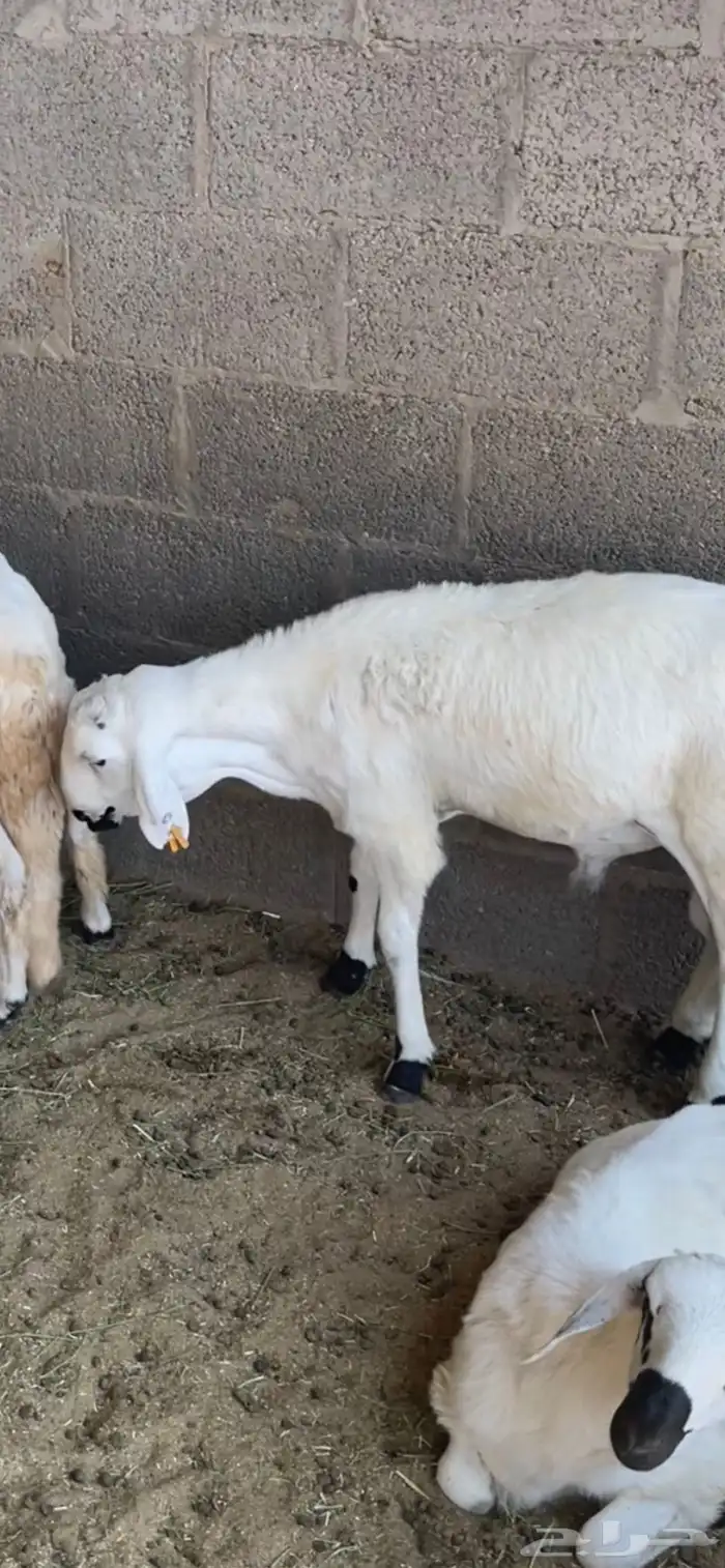 ذبايح حري ونعيمي وتيوس 33