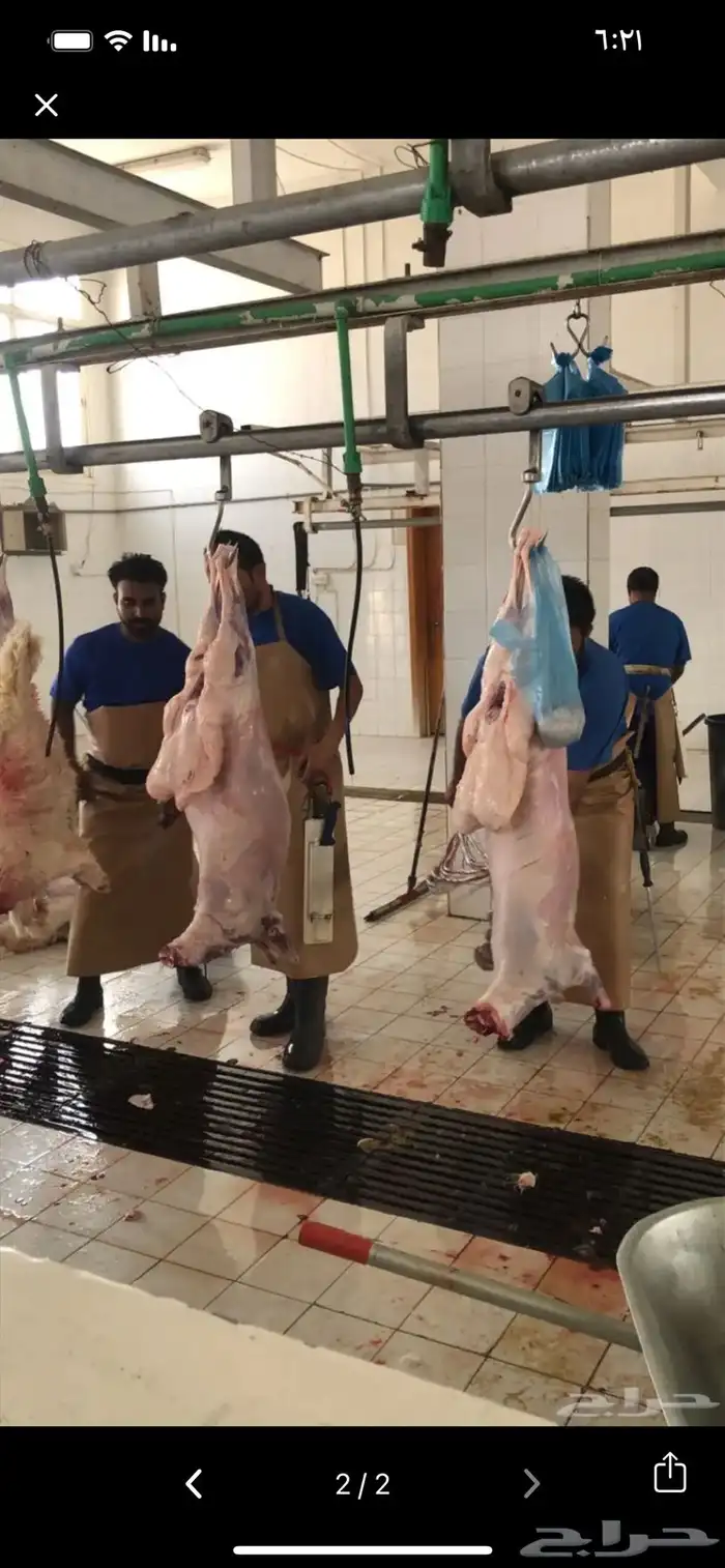 ذبايح حري ونعيمي وتيوس 31