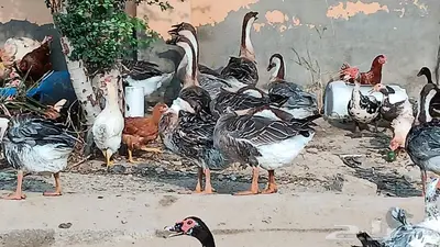 ذكر وز عراقي للبيع 0
