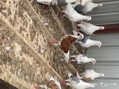 حمام مكتف جميل جدا الوان كثيرة 9