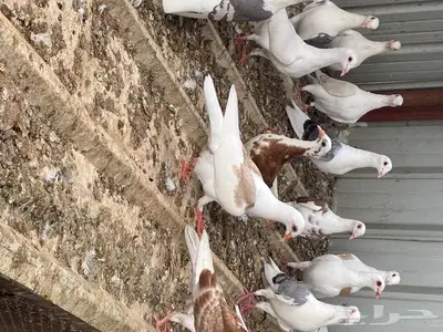 حمام مكتف جميل جدا الوان كثيرة 11