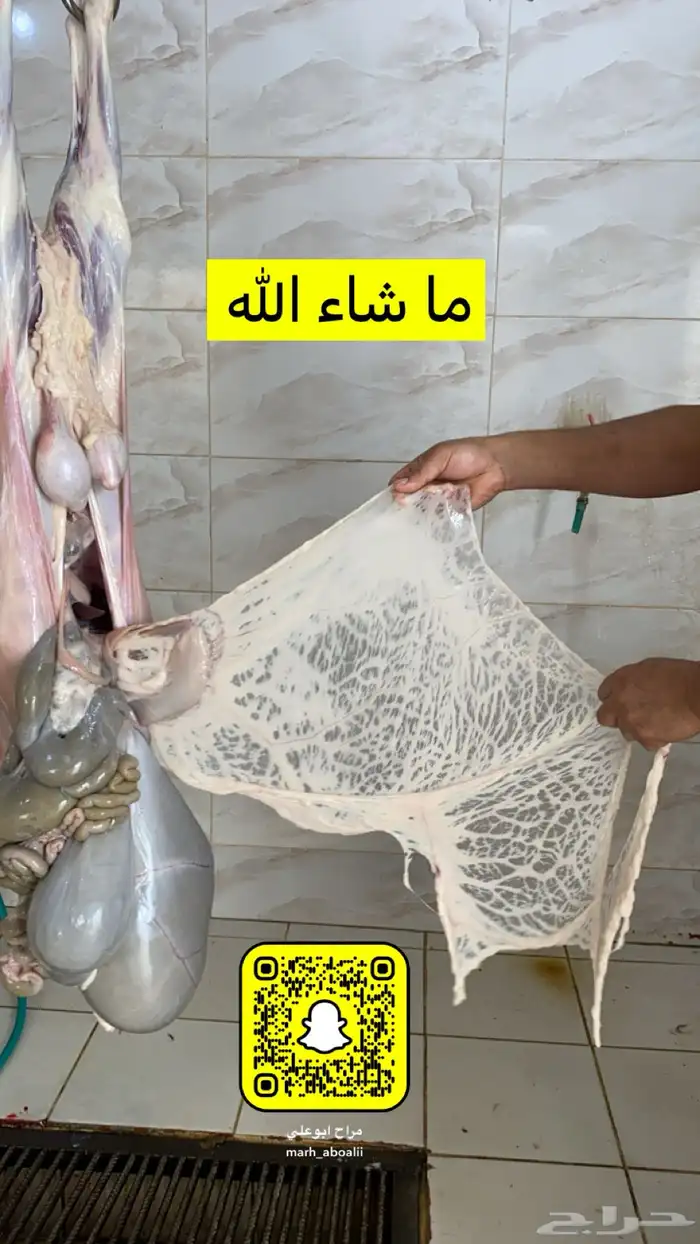 خرفان سواكني مربى على الشرط 6