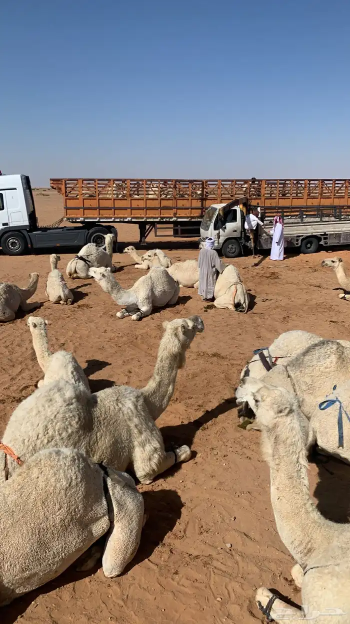 تريلة تيدر جوانب طويل لنقل الابل 0