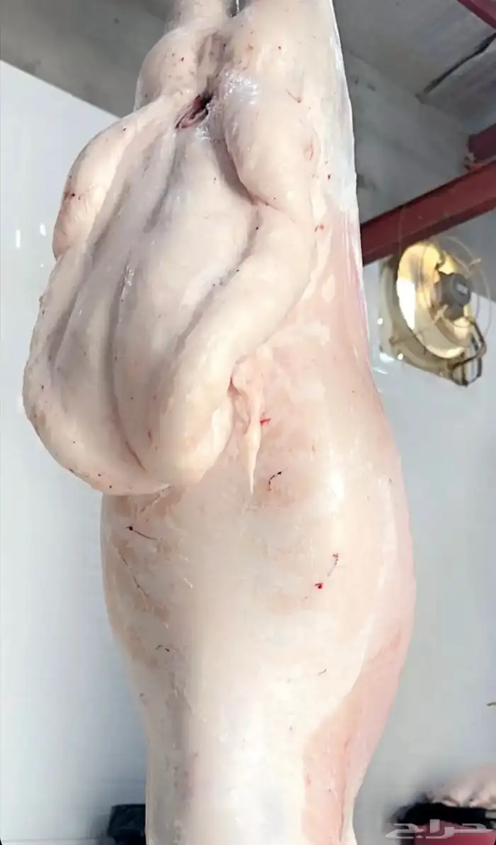 ذبايح نجران 7