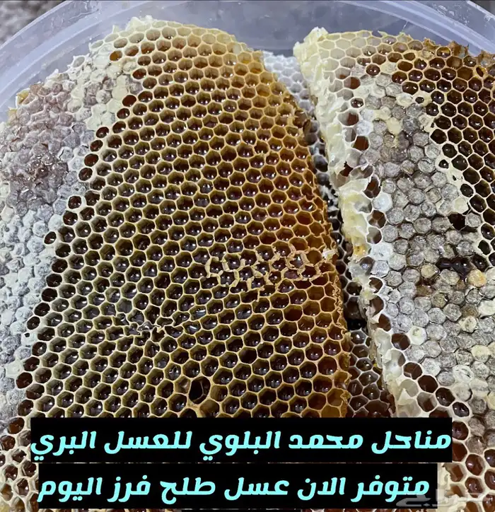 شمع عسل طلح تبوك البري ( عرض خاص ) 0