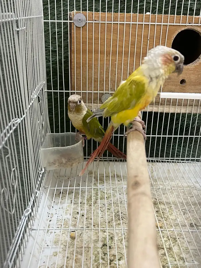 زوج كنيور 5