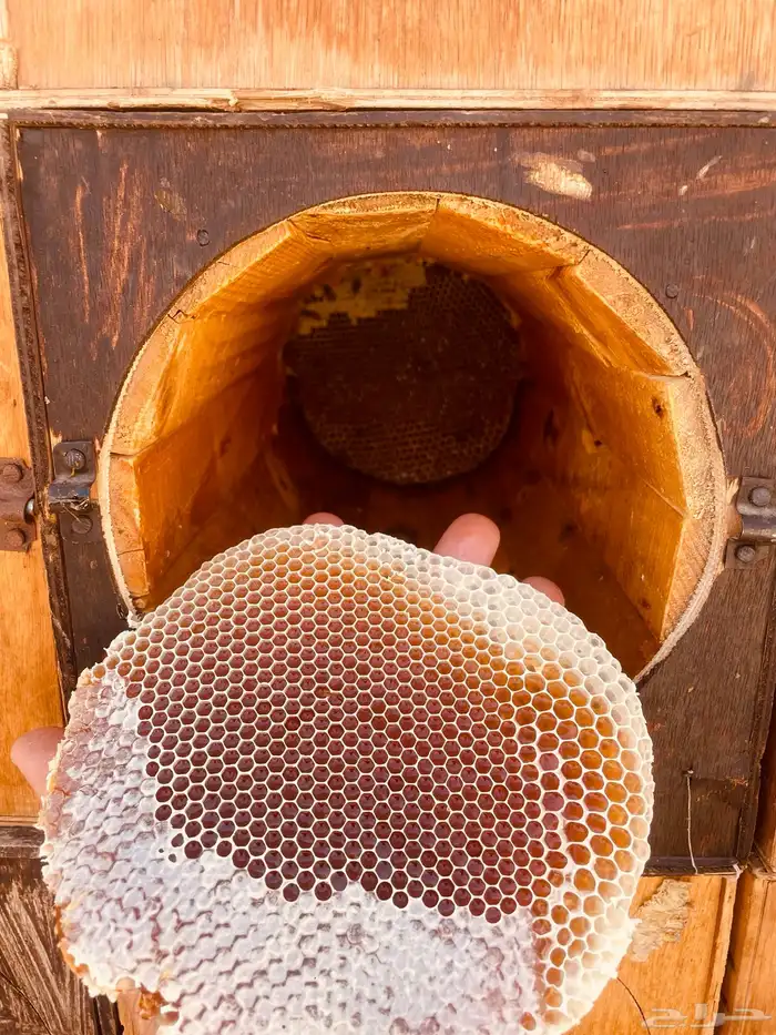 شمع عسل طلح تبوك البري ( عرض خاص ) 2