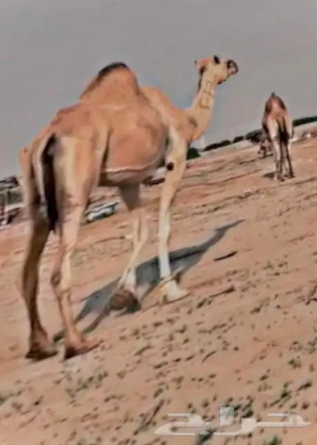 ابل انياق جمال ناقه ساحليه بعير ساحلي ذاهب مفقودها غاديه 5