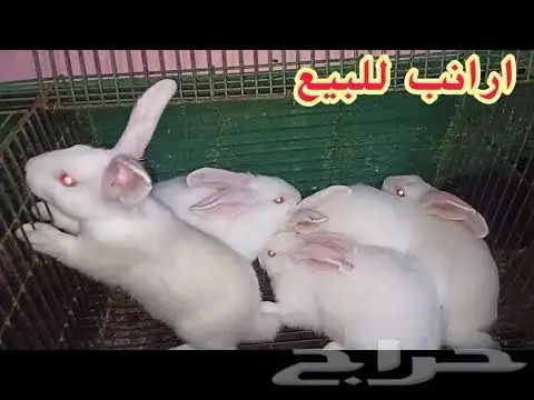 أرانب 0