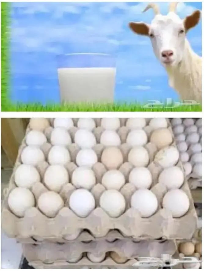 حليب ماعز ولبن وسمن بلدي 0