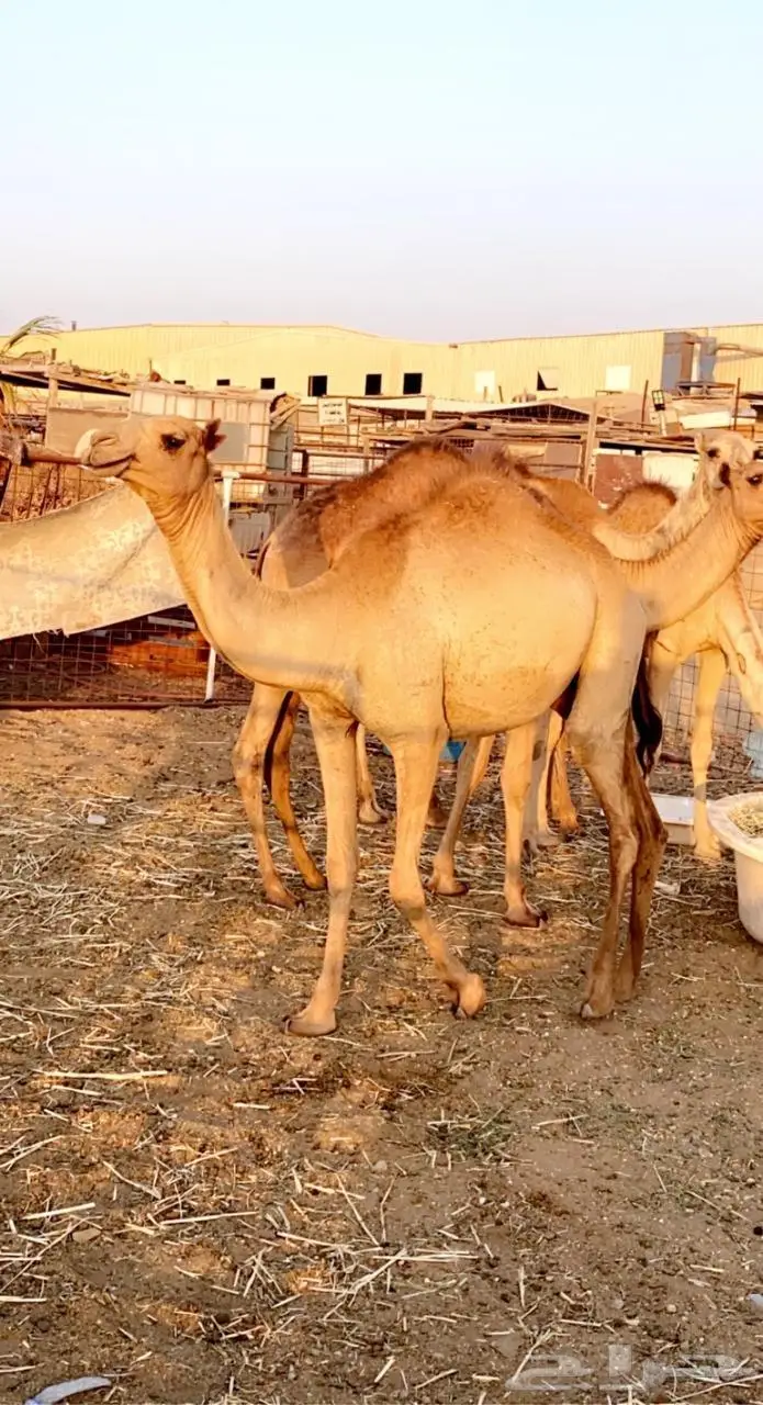 فرصة لأصحاب الزواجات والمناسبات والتوزيع الخيري 0