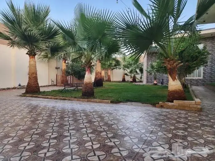 نخل أمريكي للبيع 0