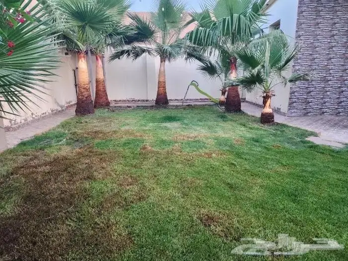 نخل أمريكي للبيع 2