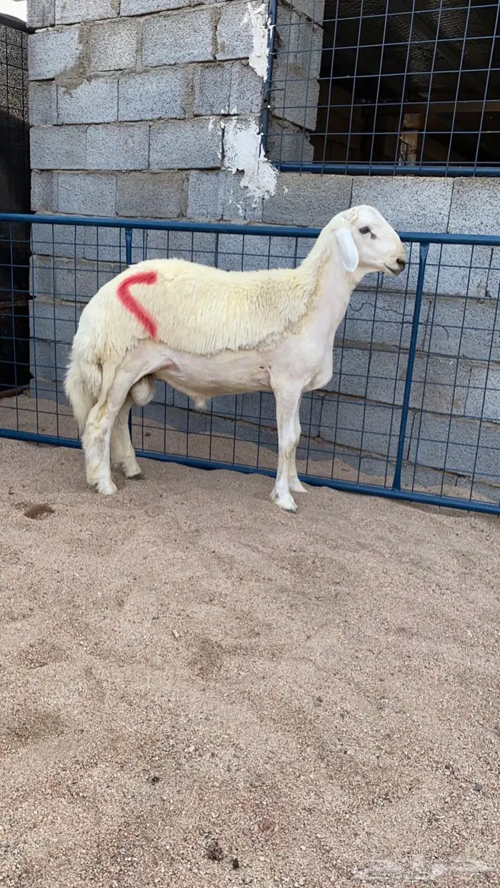 (تم البيع) طلي مشروع صنف 0
