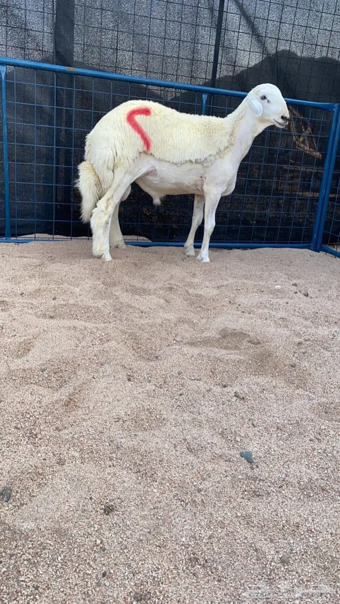 (تم البيع) طلي مشروع صنف 3