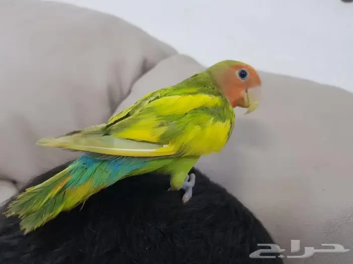 روز اليف جدا 1