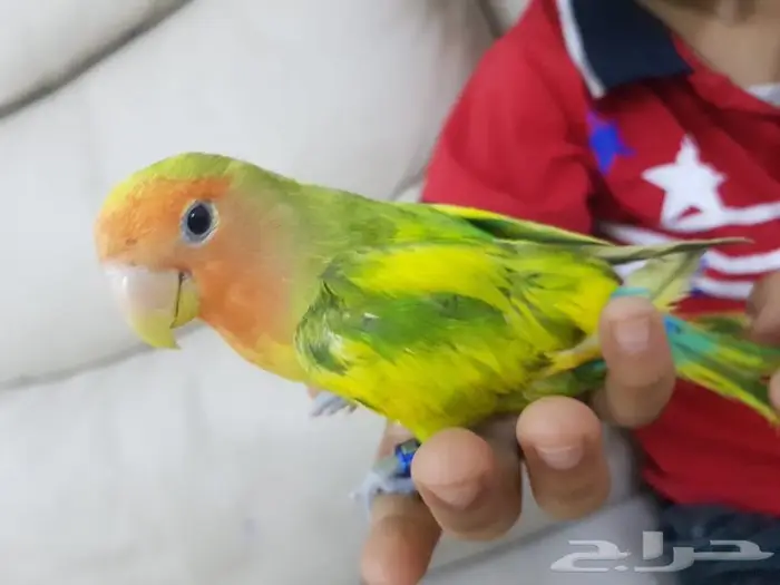 روز اليف جدا 2