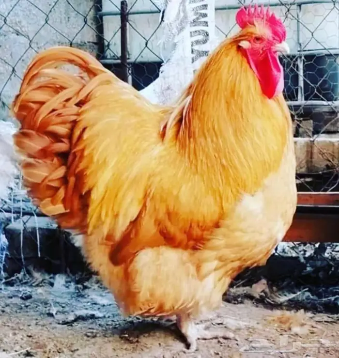 اعلان بيعه من العيار الثقيل 0