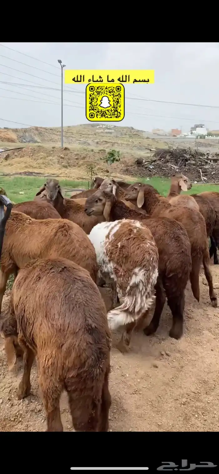 خرفان سواكني مربى على الشرط 0