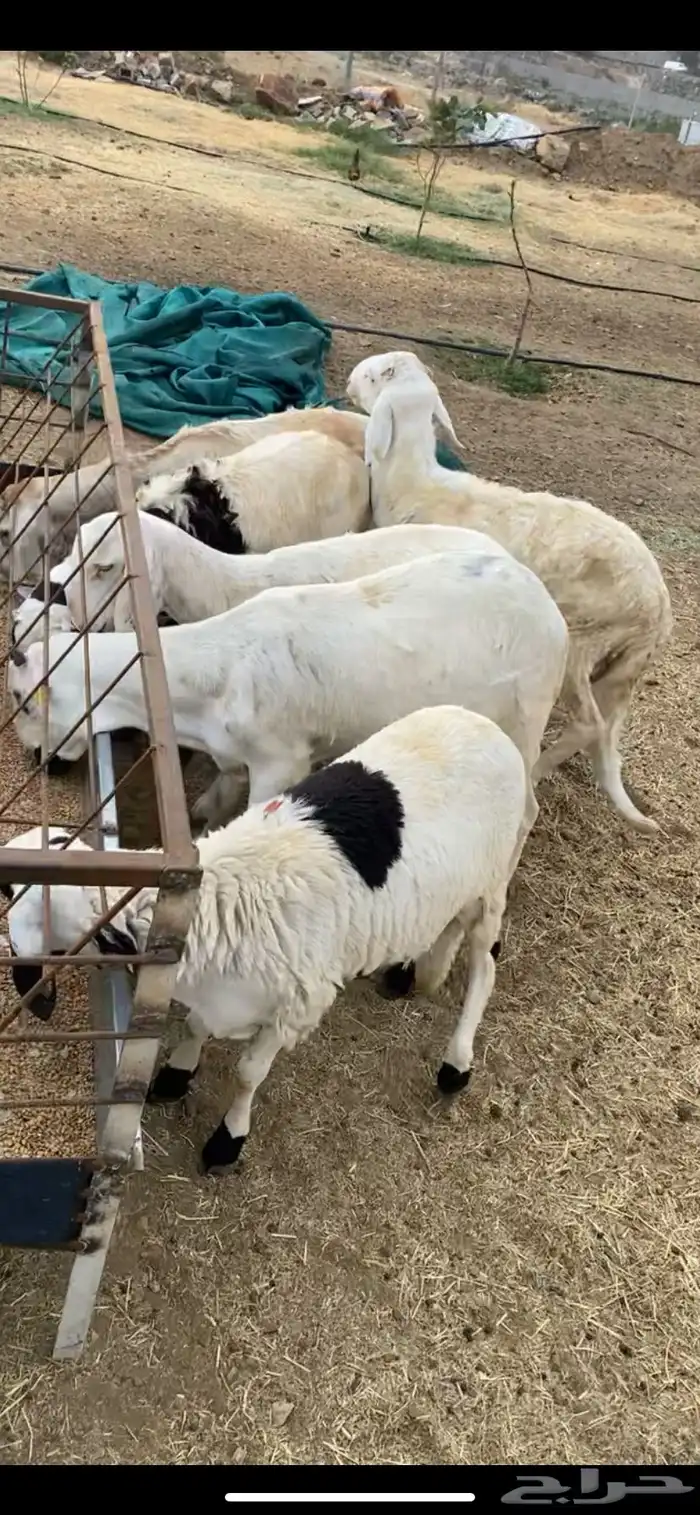خرفان سواكني مربى على الشرط 2