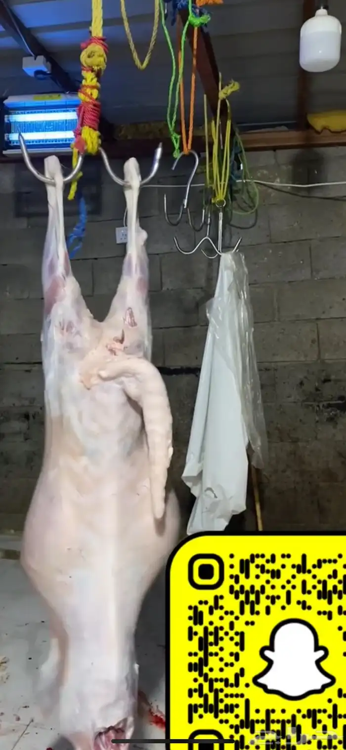 خرفان سواكني مربى على الشرط 3