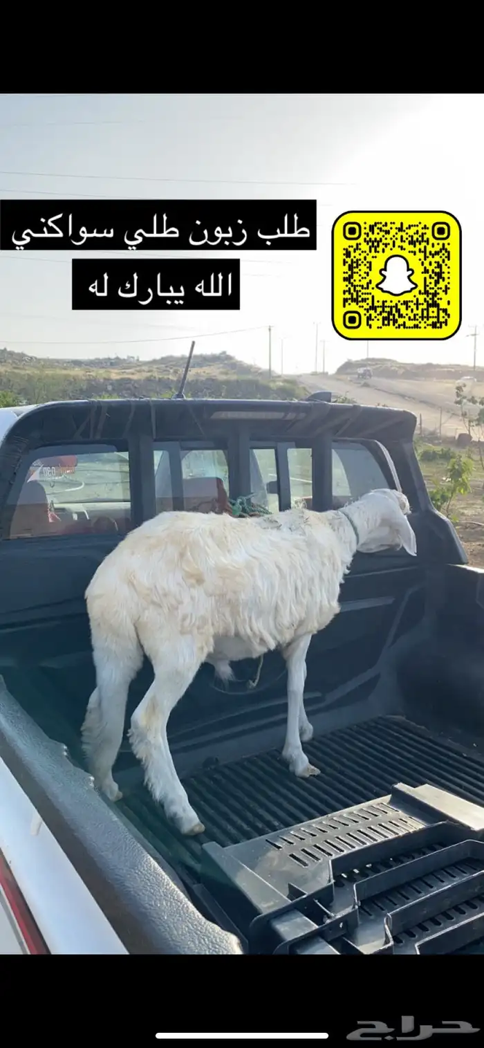 خرفان سواكني مربى على الشرط 4