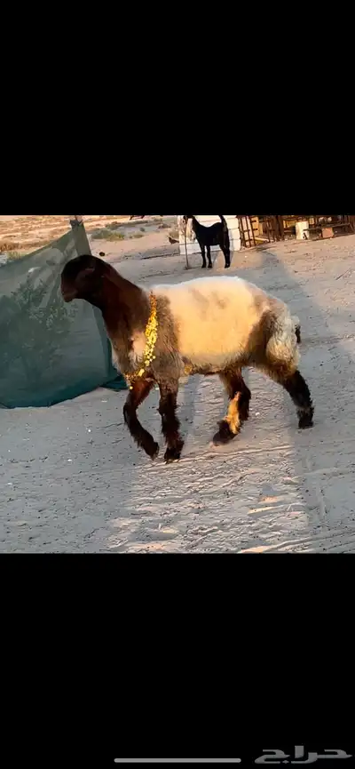 جذعات صنف الصنف خصم 2