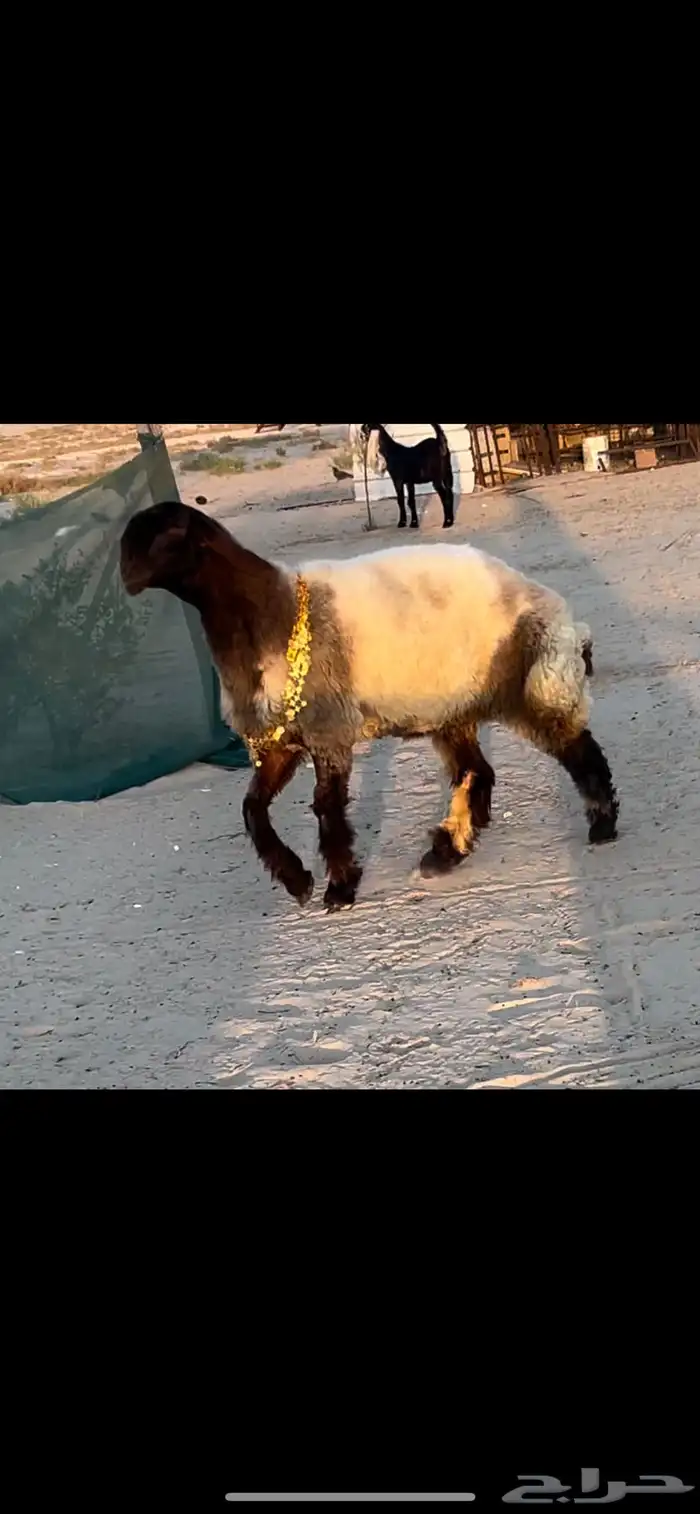 جذعات صنف الصنف خصم 2