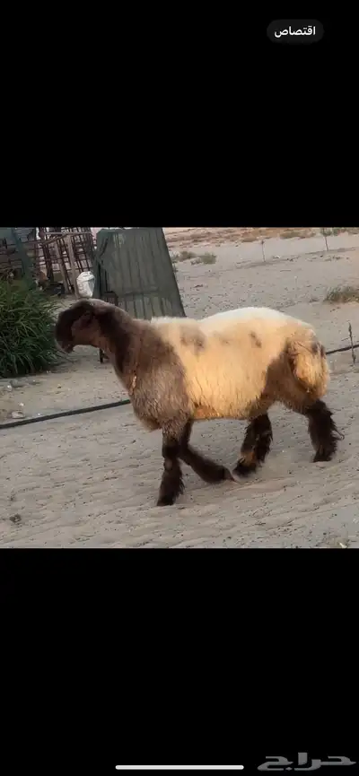 جذعات صنف الصنف خصم 3