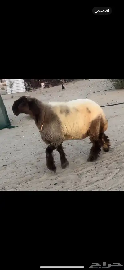 جذعات صنف الصنف خصم 0