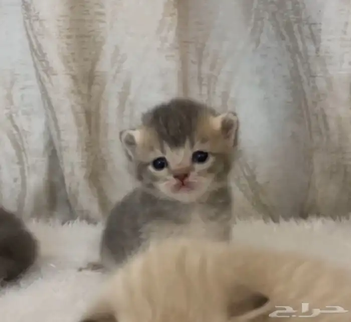 كيتن سكوتش 1